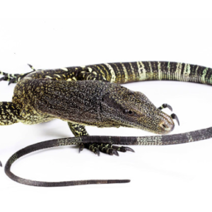 Crocodile Monitor for Sale