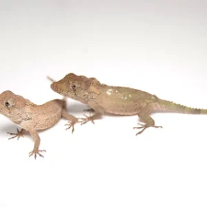 Cuban False Chameleon For Sale