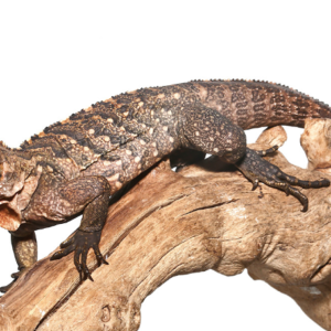 Cuban Rock Iguana For Sale