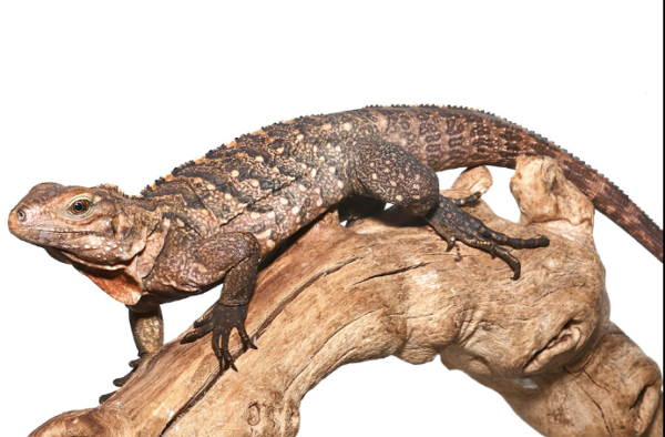 Cuban Rock Iguana For Sale