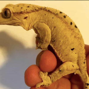 Dalmatian Crested Gecko For Sale