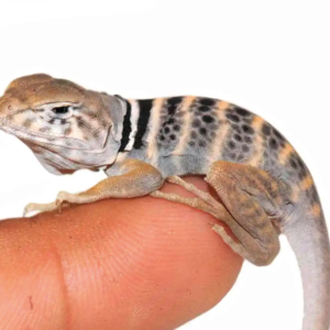 Desert Collared Lizard for Sale