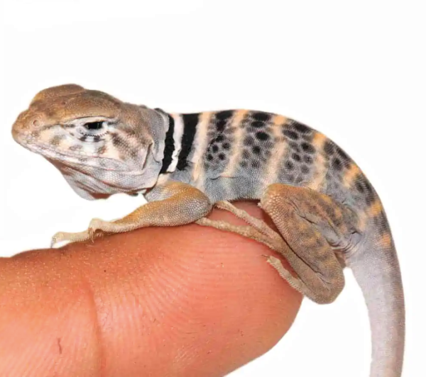 Desert Collared Lizard for Sale