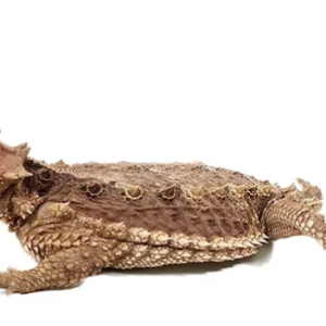 Desert Horned Lizard for Sale