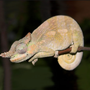 Dwarf Fischer's Chameleon for Sale