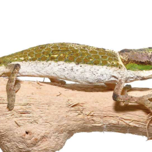 Dwarf Nose Horned Chameleon for Sale