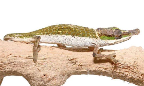 Dwarf Nose Horned Chameleon for Sale