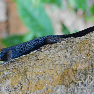 Dwarf Yellow Head Gecko for Sale