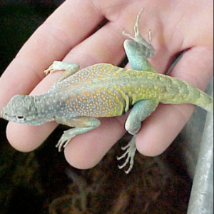 Greater Earless Lizard for Sale