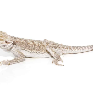 Eastern Bearded Dragon For Sale