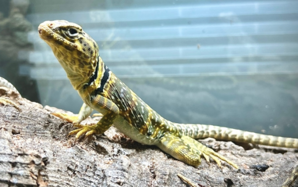 Eastern Collared Lizard for Sale