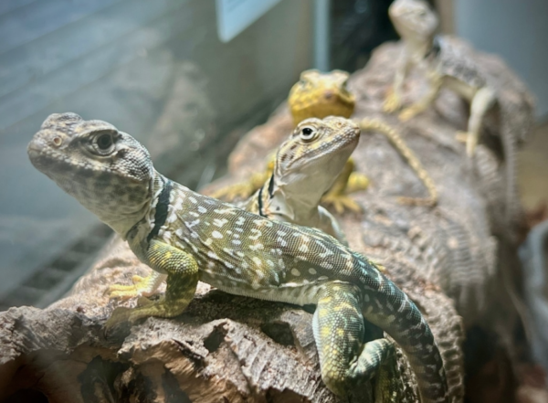 Eastern Collared Lizard for Sale