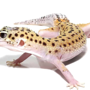 Geckos For Sale