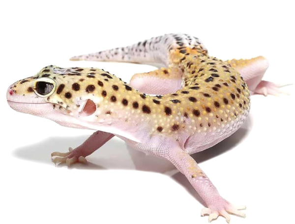 Geckos For Sale