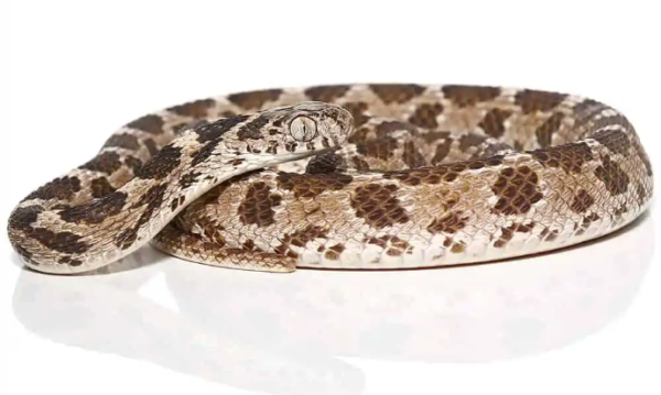 Egyptian Egg Eating Snake For Sale