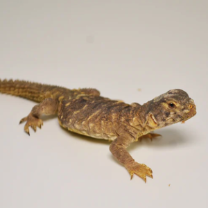 Egyptian Uromastyx for Sale