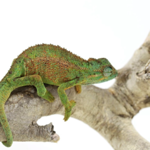 Chameleons For Sale