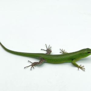 Emerald Tree Skink For Sale