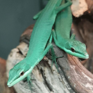 Emerald grass lizard For Sale