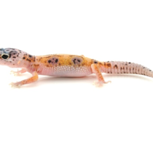 Enigma Leopard Gecko for Sale