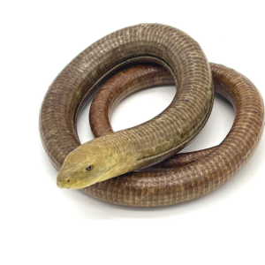 European Legless Lizard for Sale