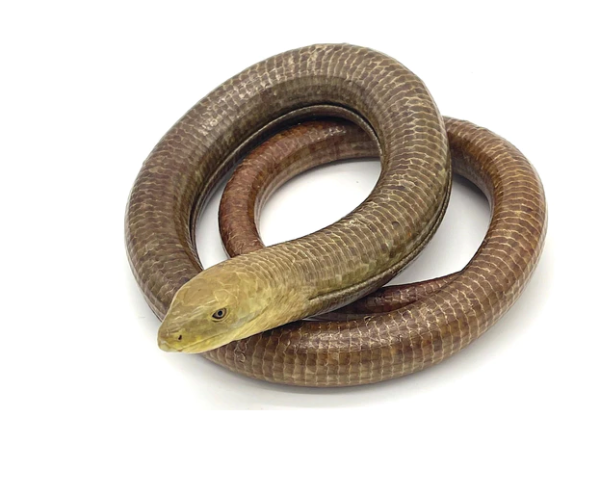 European Legless Lizard for Sale