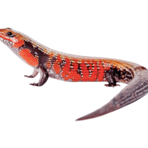 Fire Skink for Sale