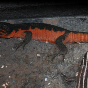 Flame Belly Girdled Tail Lizard for Sale