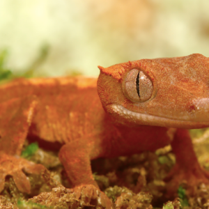 Flame Dalmatian Crested Gecko For Sale