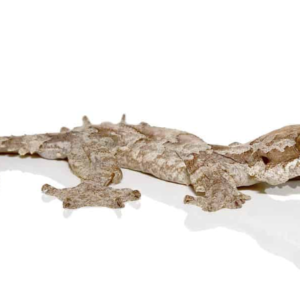 Flying Gecko for Sale