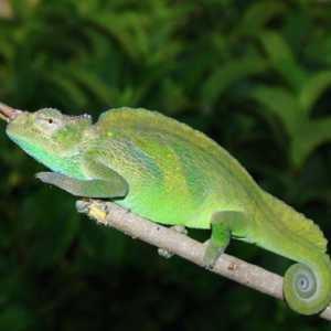 Four Horned Chameleon for Sale