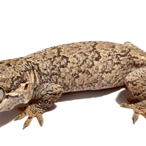 Reticulated Gargoyle Gecko For Sale