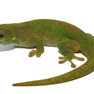 Giant Day Gecko for Sale