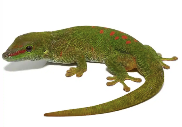 Giant Day Gecko for Sale