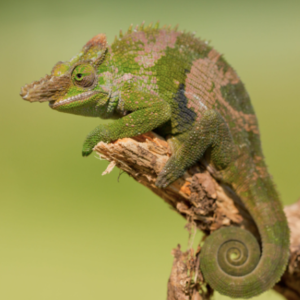 Giant Fischers Chameleon for Sale