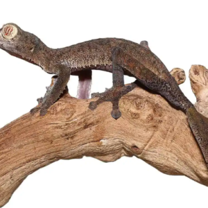 Giant Leaf Tail Gecko For Sale