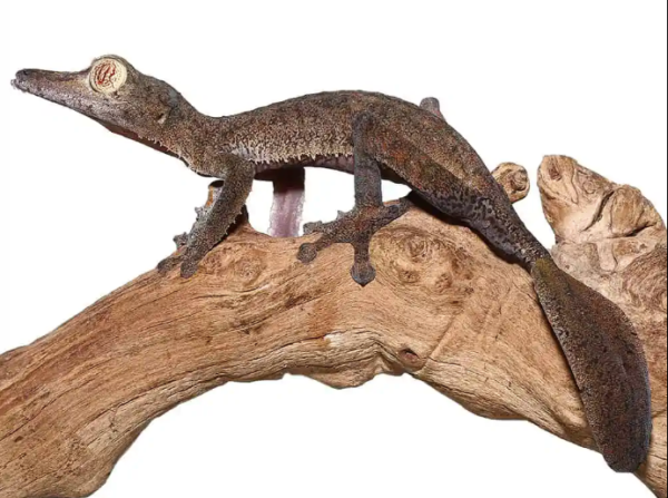 Giant Leaf Tail Gecko For Sale