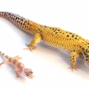 Giant Leopard Gecko for Sale