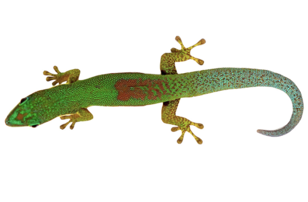 Gold Dust Day Gecko for Sale