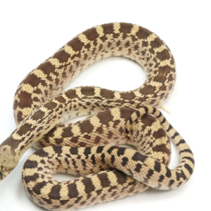 Gopher Snake for Sale