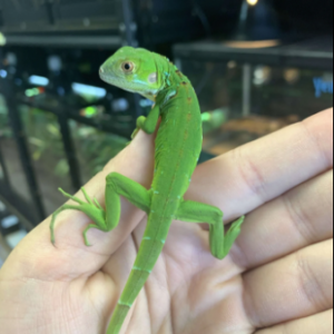 Green Iguana for Sale