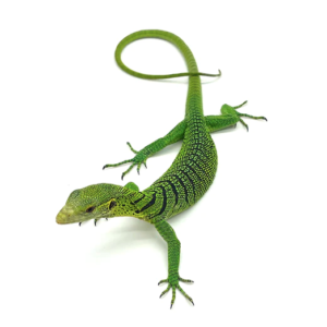 Green Tree Monitor for Sale