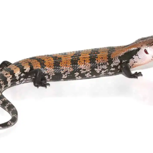 Halmahera Blue Tongue Skink For Sale