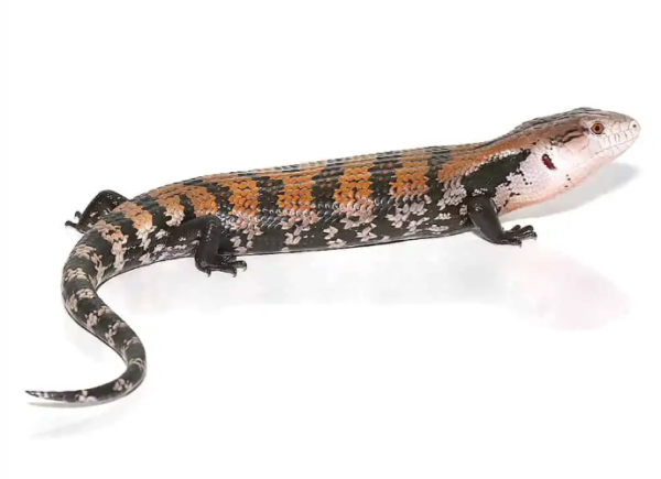 Halmahera Blue Tongue Skink For Sale