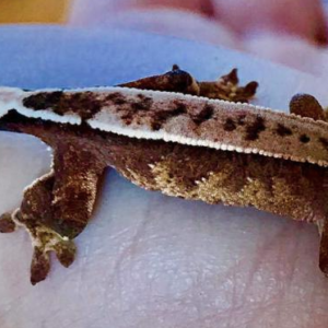 Harlequin Crested Gecko For Sale