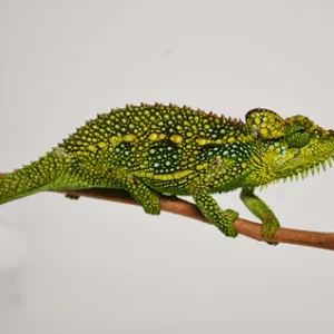 Helmeted Chameleon for Sale