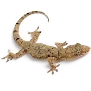 Thai House Gecko For Sale