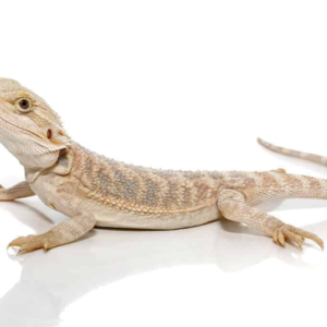 Hypo Blue Bar Bearded Dragon For Sale