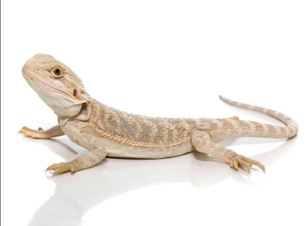 Hypo Blue Bar Bearded Dragon For Sale