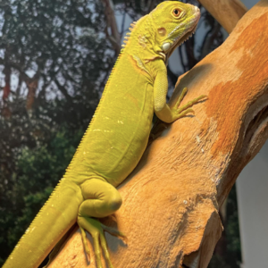 Hypo Iguana For Sale